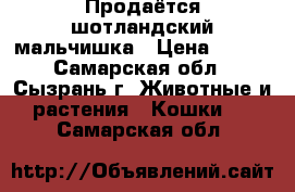 Продаётся шотландский мальчишка › Цена ­ 800 - Самарская обл., Сызрань г. Животные и растения » Кошки   . Самарская обл.